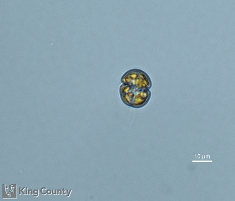 Photo of Karlodinium